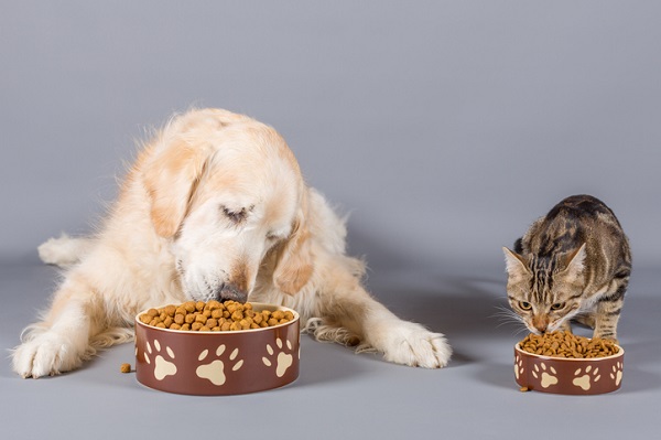 É obrigatório dar ração para cães e gatos?