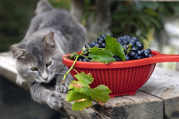 Gato pode comer açaí?