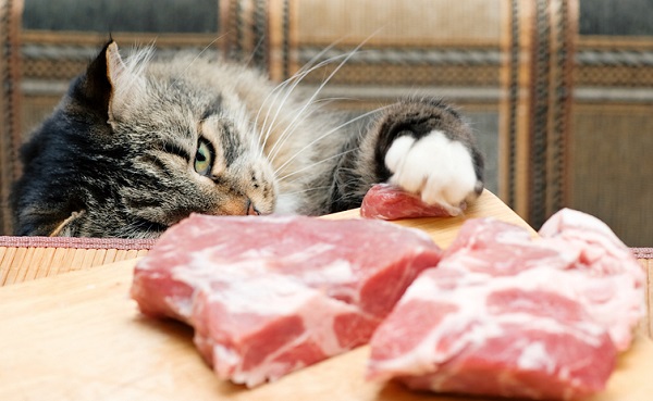 Gato pode comer carne de porco? Saiba os alimentos permitidos para os bichanos!