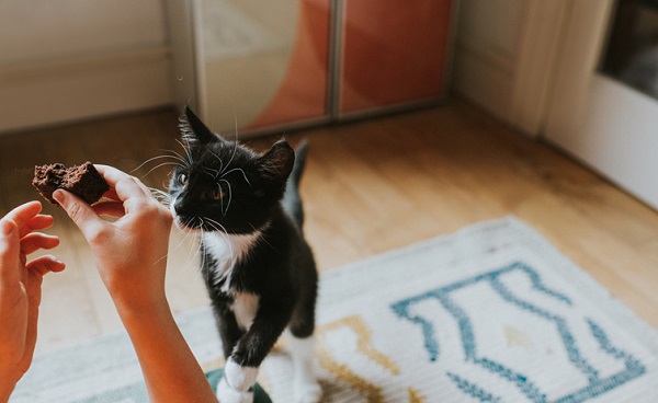 Gato pode comer doce?