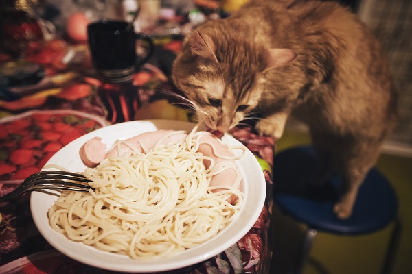 Gato pode comer macarrão?