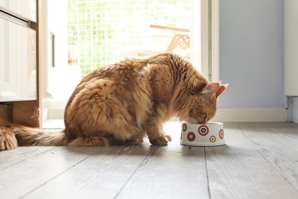 Gato pode comer mandioca?