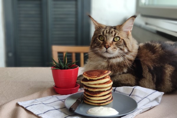 Será que gato pode comer mel? Descubra!