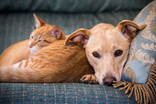 Nova Lei proíbe a eutanásia de cães e gatos com doenças curáveis