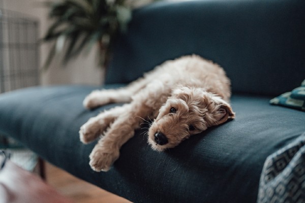 O que cachorro com diarreia pode comer?