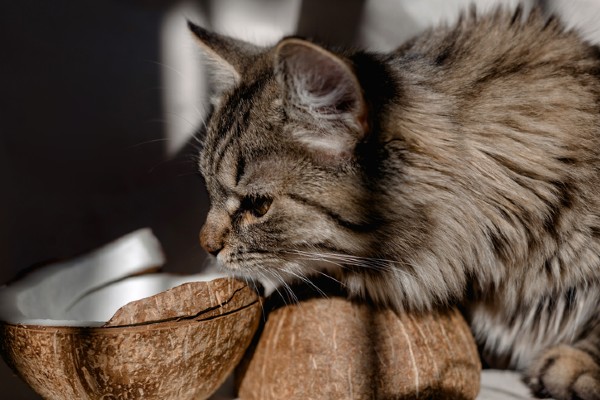 Pode dar água de coco para o gato?