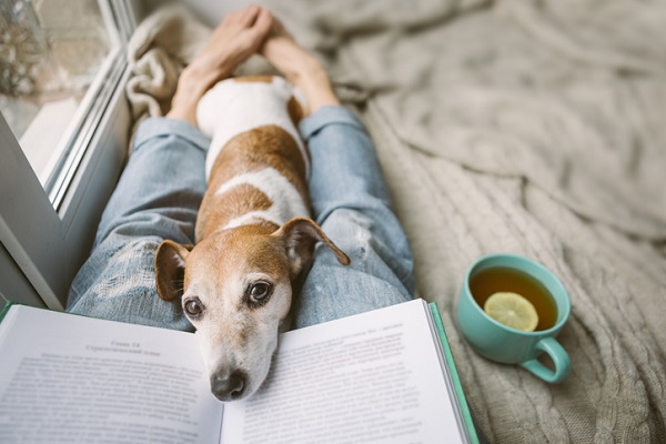 Pode dar chá de erva-doce para cachorro?