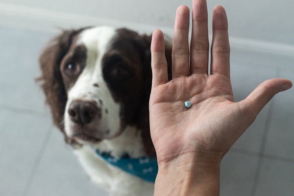 Pode dar dipirona para cachorro?