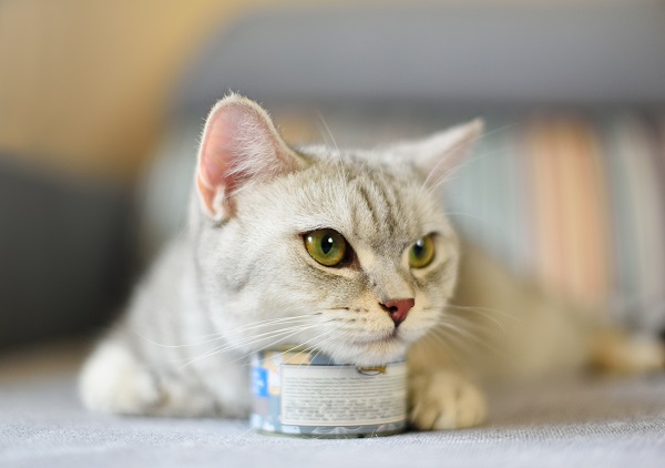 Pode dar sardinha em lata para gato?