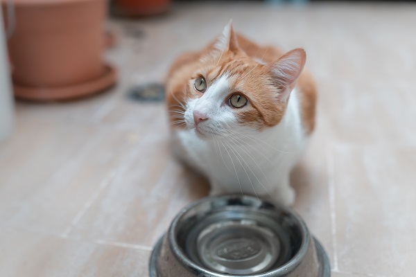 Pode dar soro caseiro para gato?