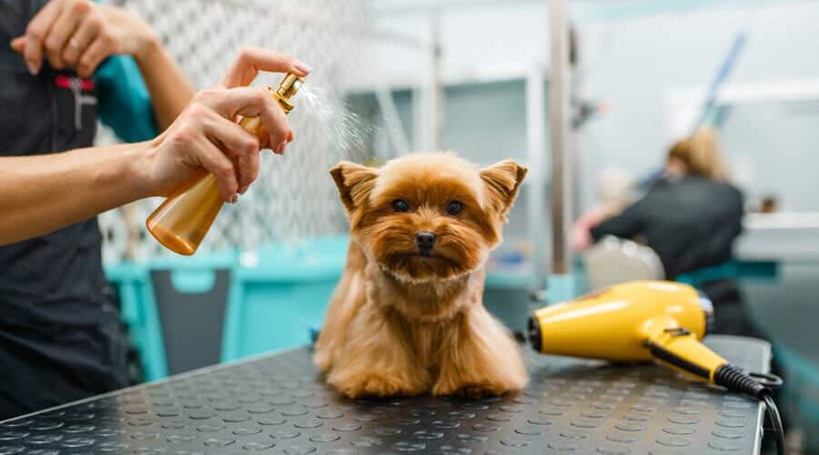 Pode passar perfume de humano em cachorro? Descubra!