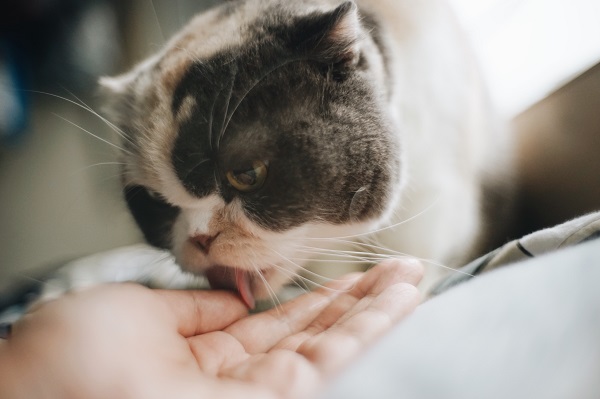 Por que os gatos lambem as pessoas?