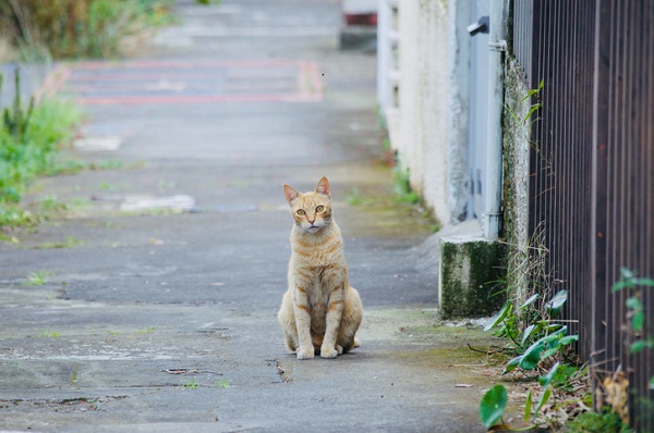 Por que você não deve deixar seu felino ir à rua