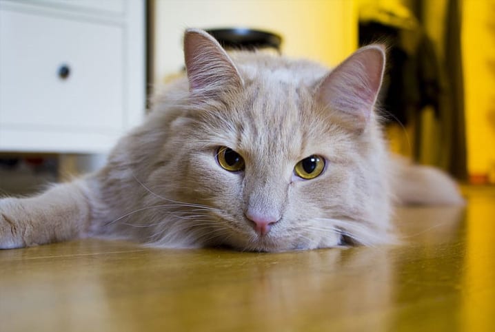 Saiba quanto tempo depois de castrado, o gato fica mais calmo!