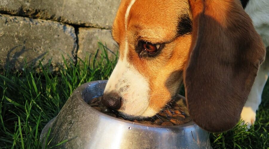 Será que cachorro pode comer arroz e feijão como os humanos?