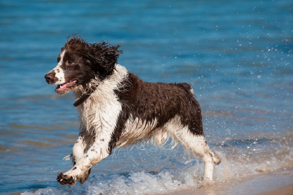 Sete fatos sobre o Springer Spaniel