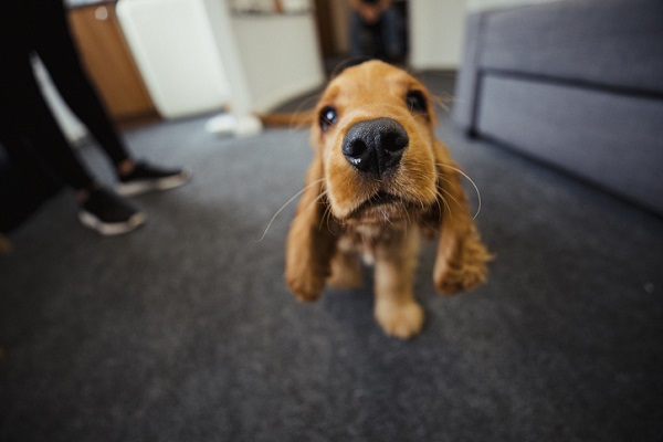 Veja 3 motivos para comprar um comedouro lento para o seu pet