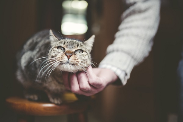 Você sabe o que é Disfunção Cognitiva Felina?