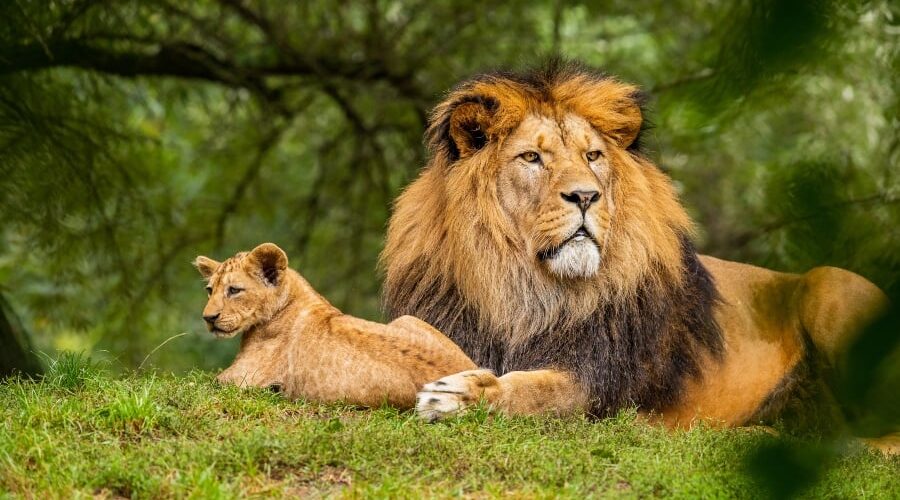 Você sabe qual animal tem a mordida mais forte do mundo?