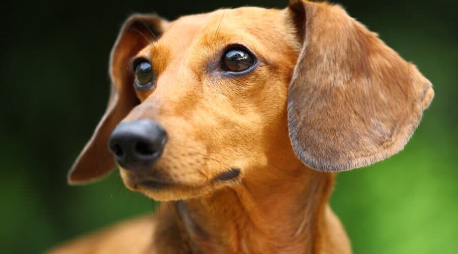 Você sabe se cachorro pode comer repolho? Tire essa dúvida agora!