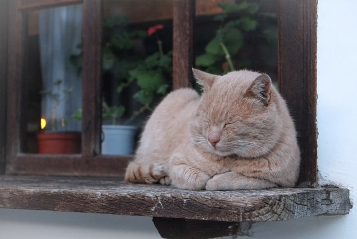 6 sinais de um gato triste e o que fazer