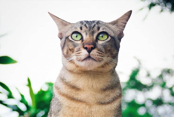 Anticoncepcional para gatos: conheça os riscos