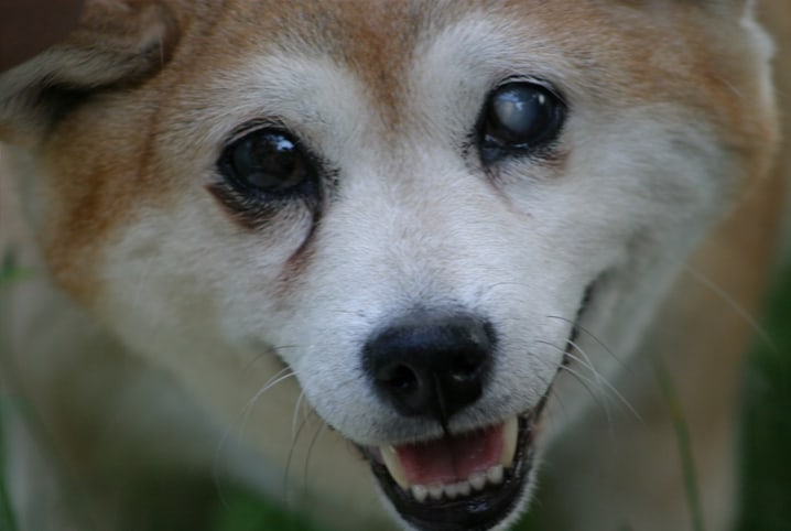 Cachorro com olho branco: o que pode ser?