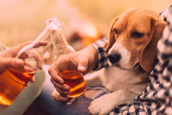 Cachorro pode beber cerveja?