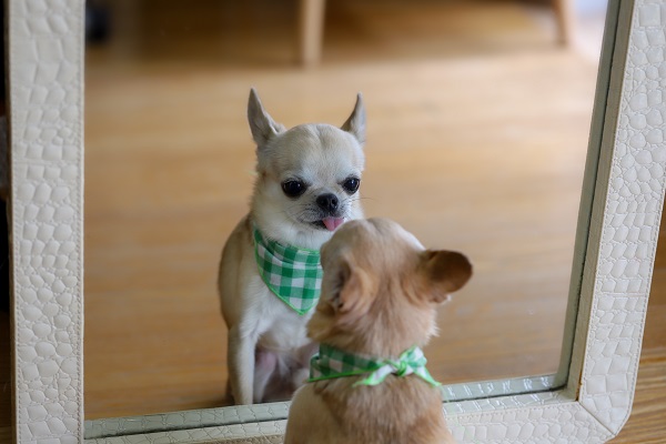 Cachorro pode olhar no espelho?