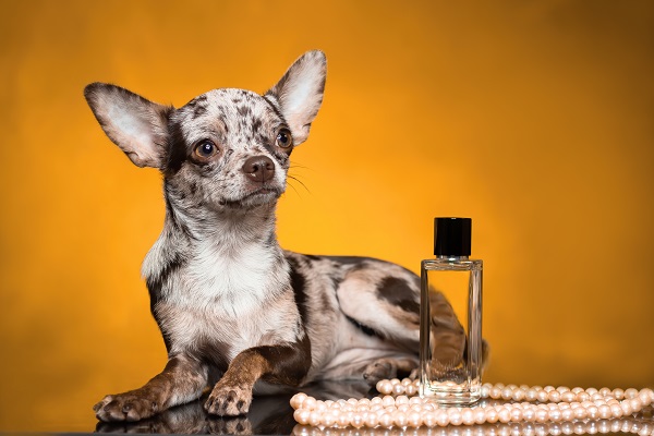 Cachorro pode usar perfume de bebê?