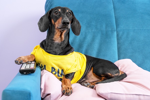 Cachorro pode ver tv?