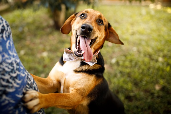 Cachorro pode viver até quantos anos?