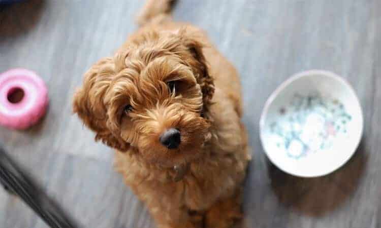 Cachorro sem apetite: quais são as causas e o que fazer?