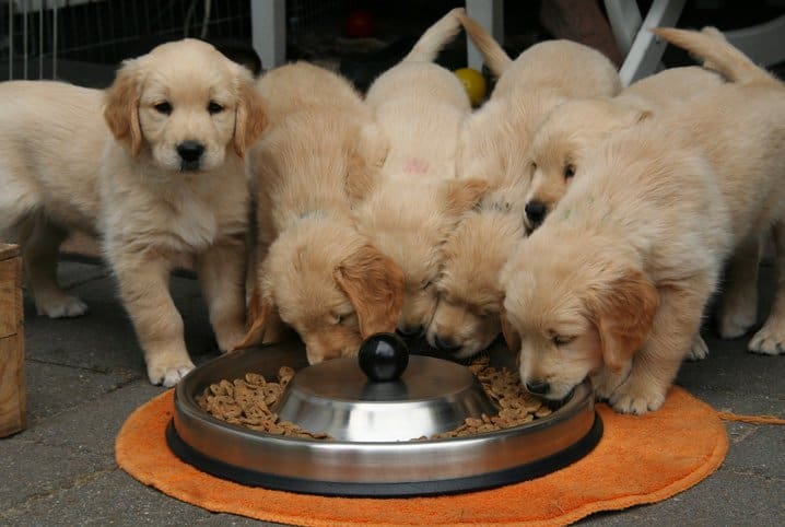 Comedouro lento para cachorro: quais são os benefícios?