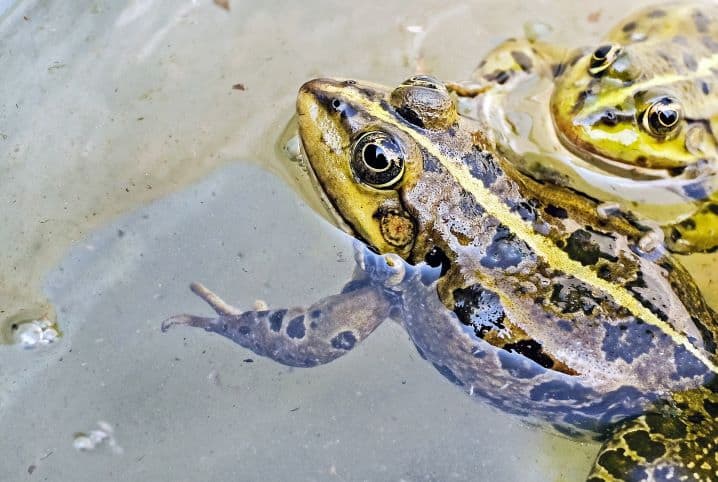 Como deve ser um aquário para sapo? Confira