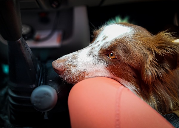 Como é viajar de carro com cachorro?