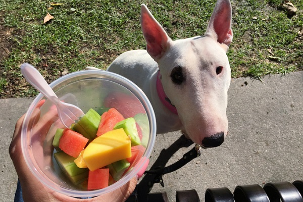 Conheça 15 frutas que cachorro pode comer