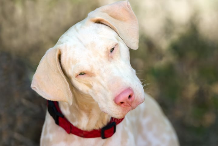 Conheça os principais cuidados para se ter com um cachorro albino