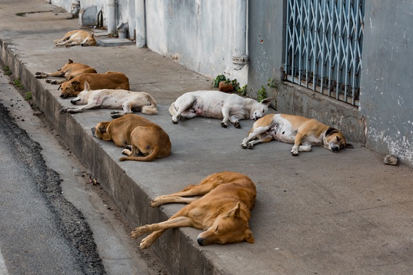 Dia Mundial dos Animais de Rua – 04 de abril