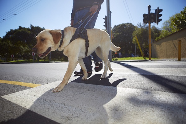 Família socializadora: o acolhimento fundamental na formação de um cão-guia