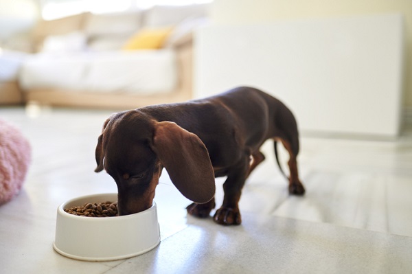 Formas diferentes de alimentar seu cão