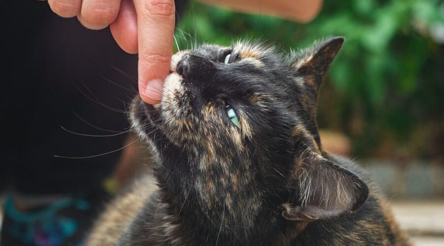 Gato mordendo: descubra o que pode ser