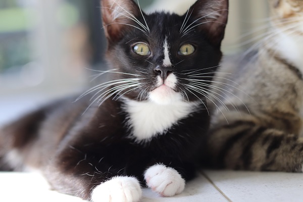 Gato pode comer biscoito de polvilho?