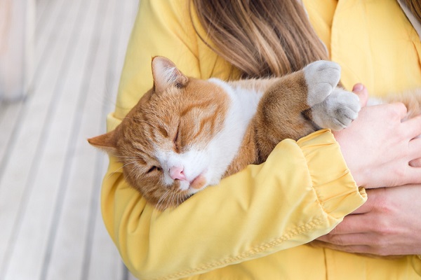 Março Amarelo: como prevenir a doença renal crônica nos gatos?