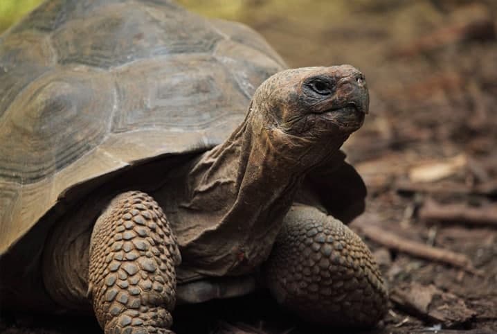 Qual o animal mais velho do mundo? Descubra aqui