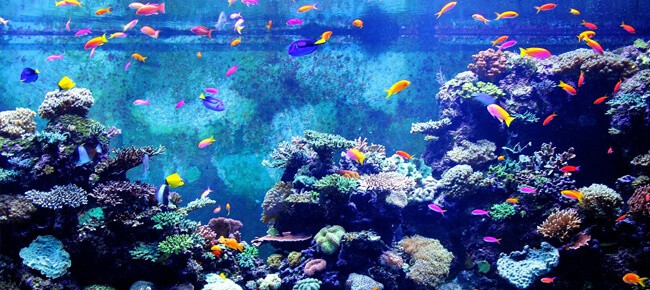 Quiz – Você é um bom aquarista? Faça o teste e descubra!