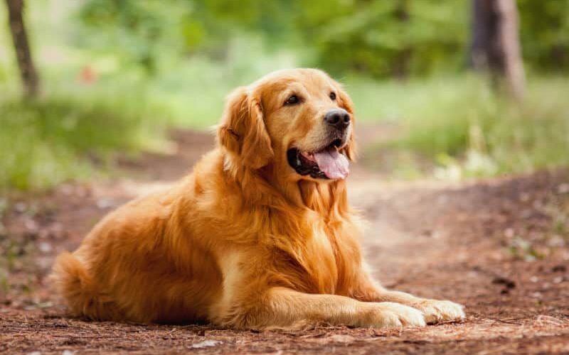 Saiba como tratar bicho-de-pé em cachorro