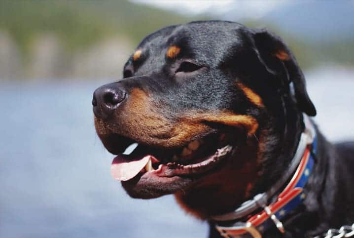 Saiba mais sobre os tipos de Rottweiler Cabeça de Touro