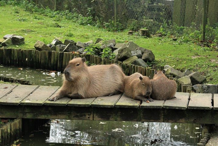 Será que a capivara pode ser domesticada? Venha descobrir!