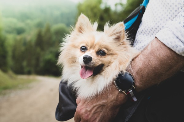 Sete fatos sobre o Spitz Alemão – Lulu da Pomerânia